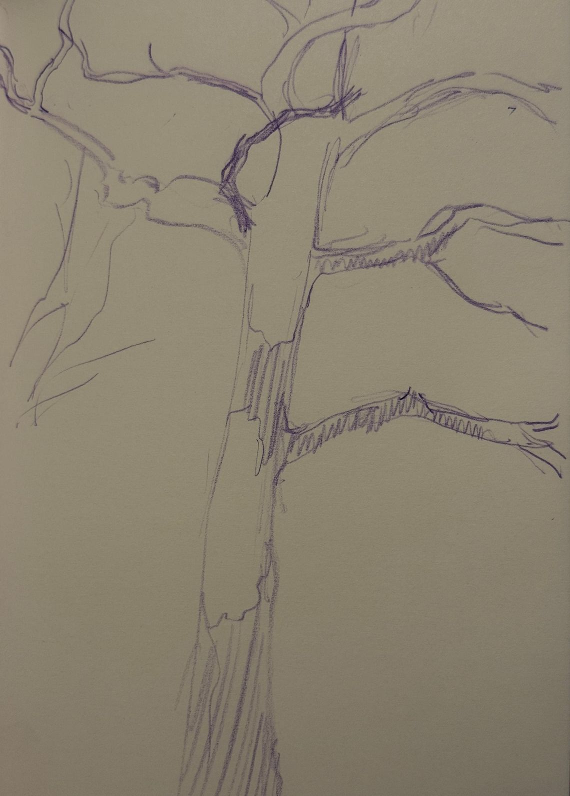 Sycamore