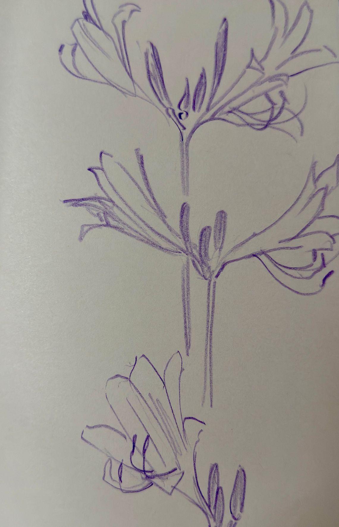 Surprise Lillies
