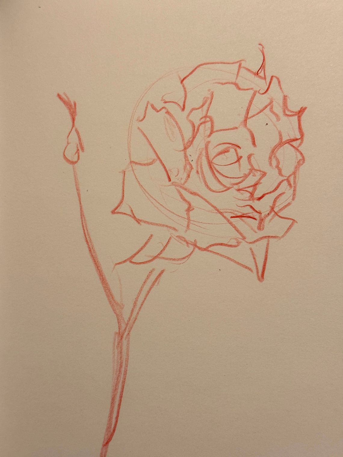 Garden Roses