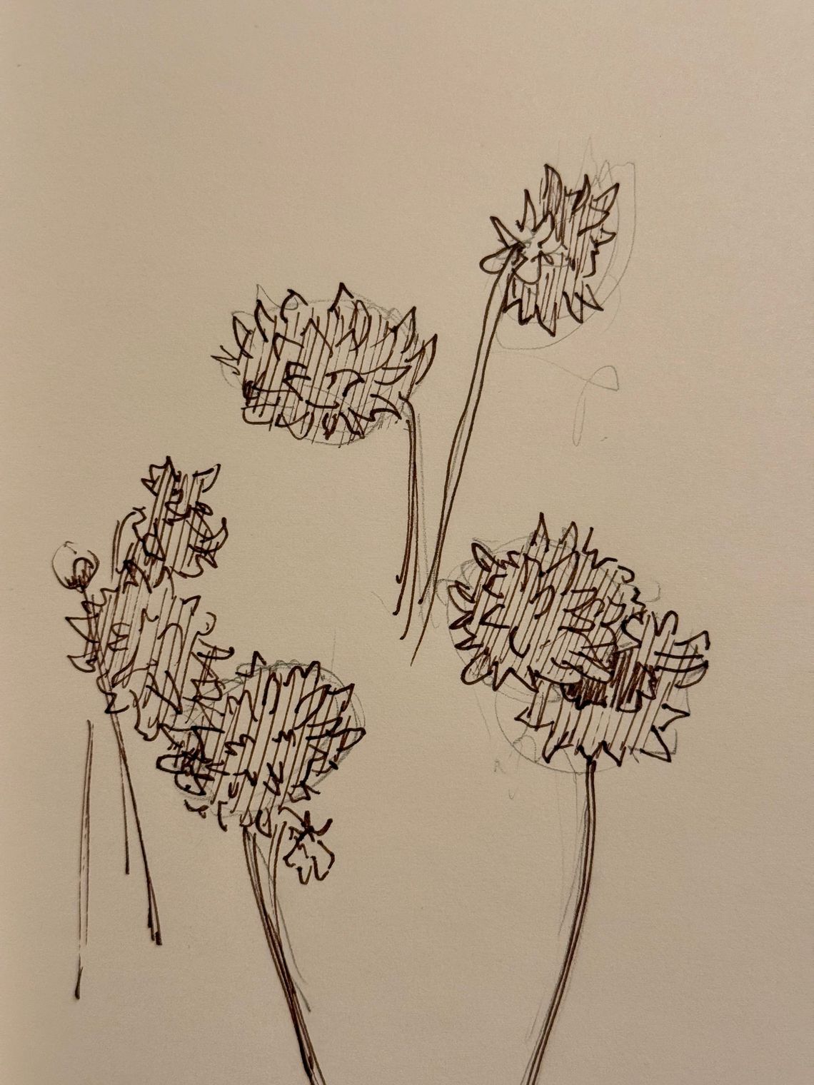 Dahlias Sketch