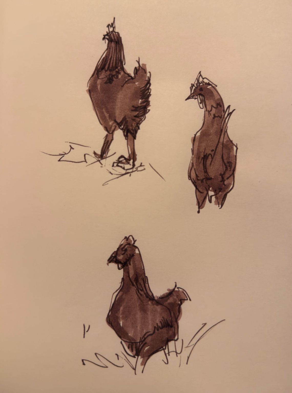 Chickens