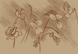 Viola Sketches