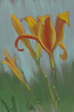 Yesterday’s Lily Sketch Returns