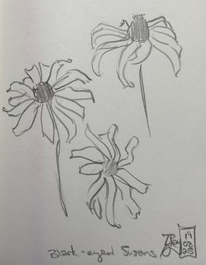 Black-eyed Susans