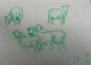 More Sheep