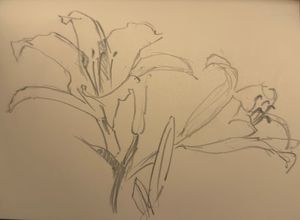 Lily Sketch