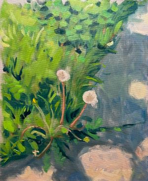 Dandelions