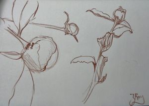 Peony Update