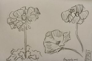 Geranium Consolation