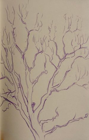 Sycamore Sketch