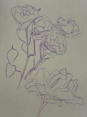 Rose Sketches
