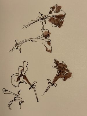 Petunia Pen & Ink