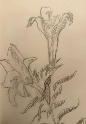 Lily Sketches
