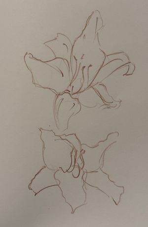 Lillies