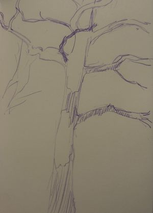 Sycamore
