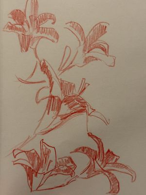 More Lily Sketches
