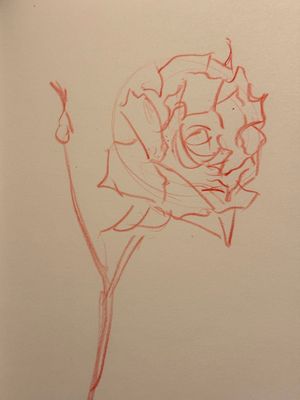 Garden Roses