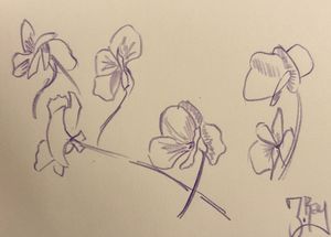 Pansies