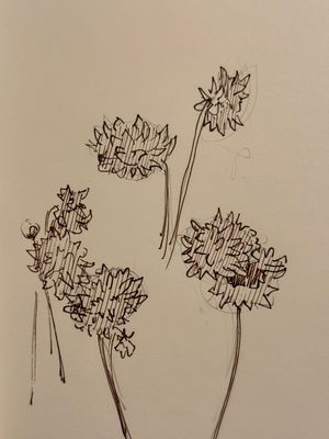 Dahlias Sketch