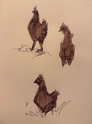Chickens