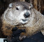 Groundhog_day2_1