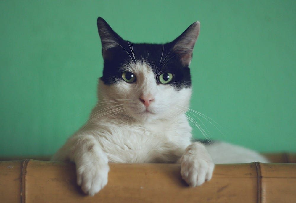 2024 Scene-Writing Challenge: Day 17