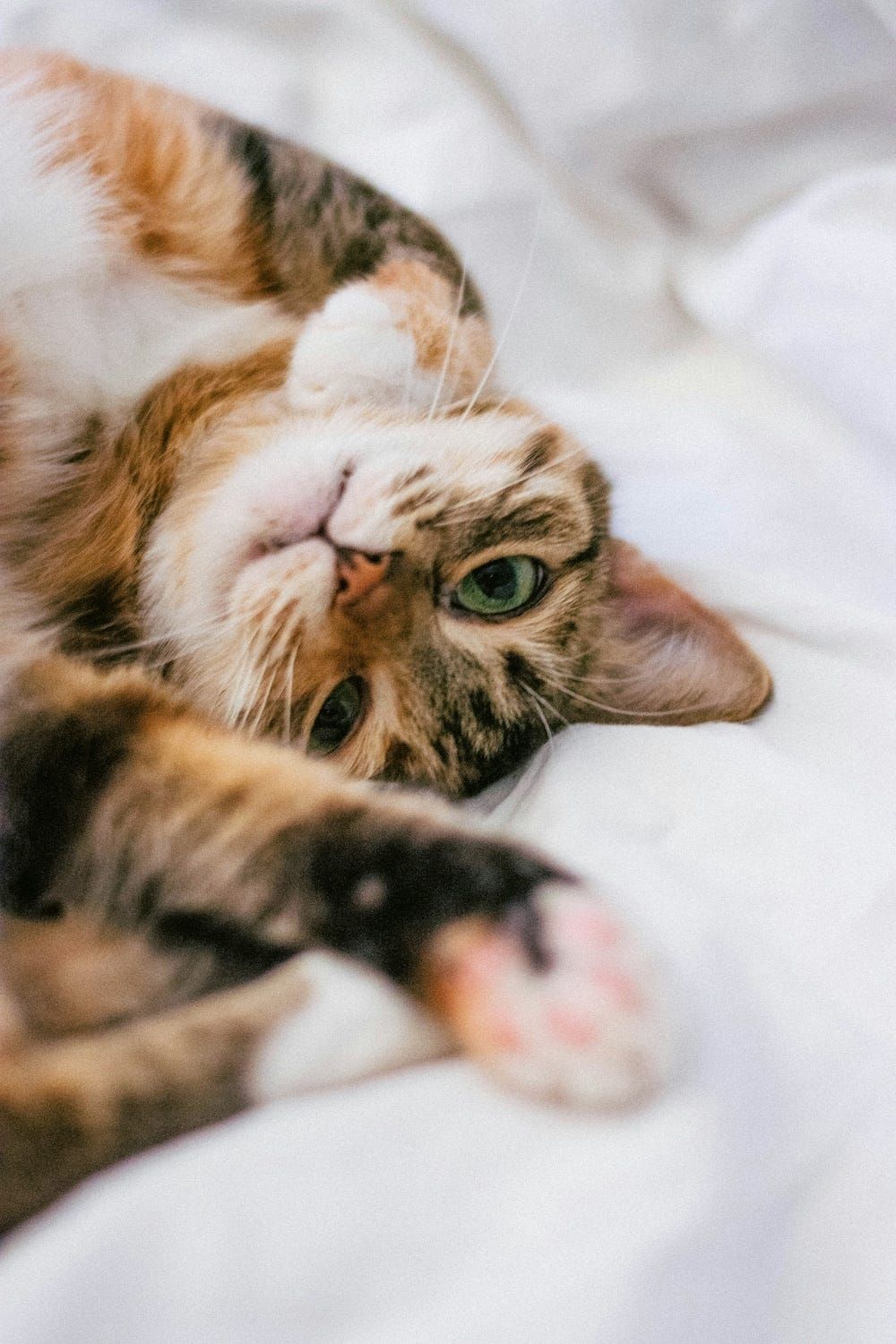 “If my story’s main character is a ‘bad guy,’ do they need a ‘Save the Cat’ moment?”