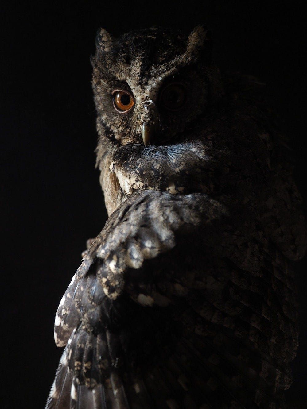Writing and the Creative Life: Here’s to Us Night Owls!