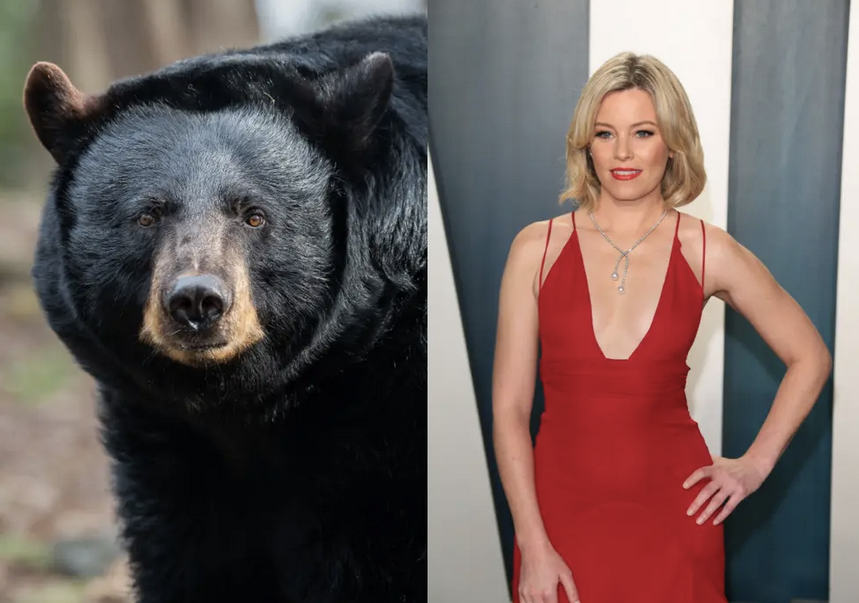 “Cocaine Bear”