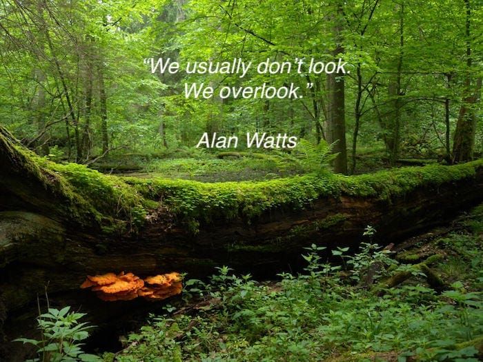 Writing and the Creative Life: Look… don’t overlook