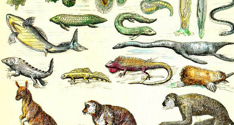 Which Species of Screenwriter are you?