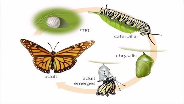 Metamorphosis and Movies
