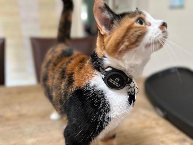 Cat with a Pawscout collar.