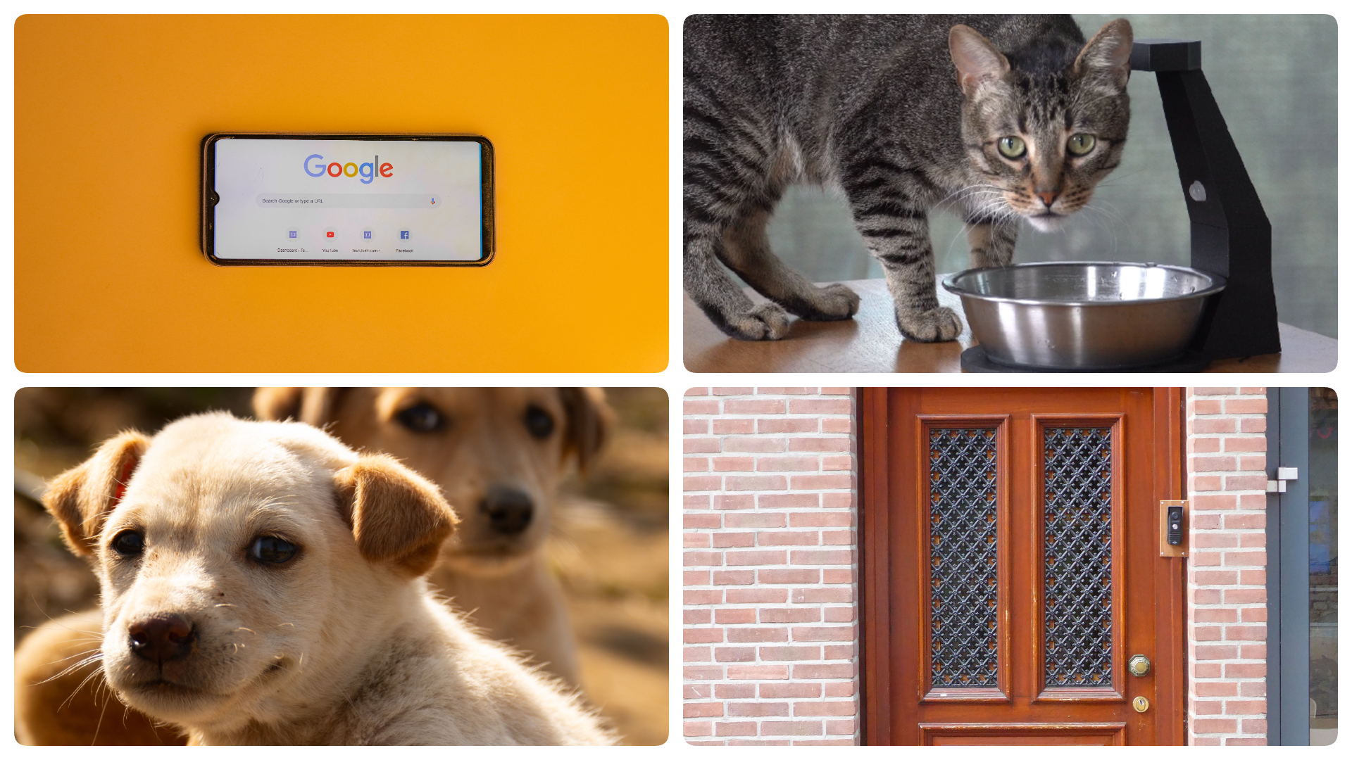 A collage of four images - a smartphone showing Google search on screen, a cat at a feeding bowl, a puppy, and a door with video doorbell - to represent news stories covered below