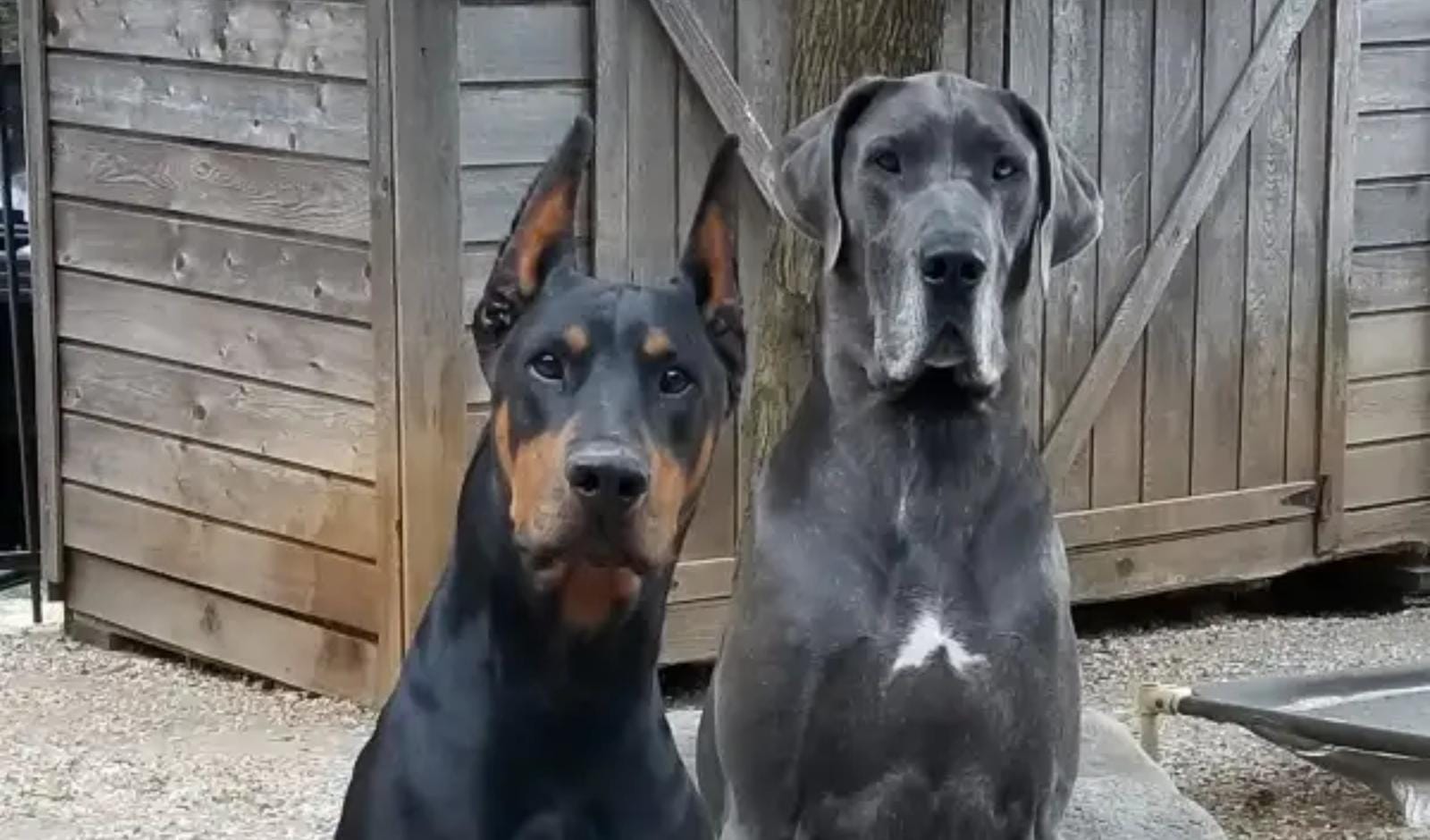 Dexter and Logan