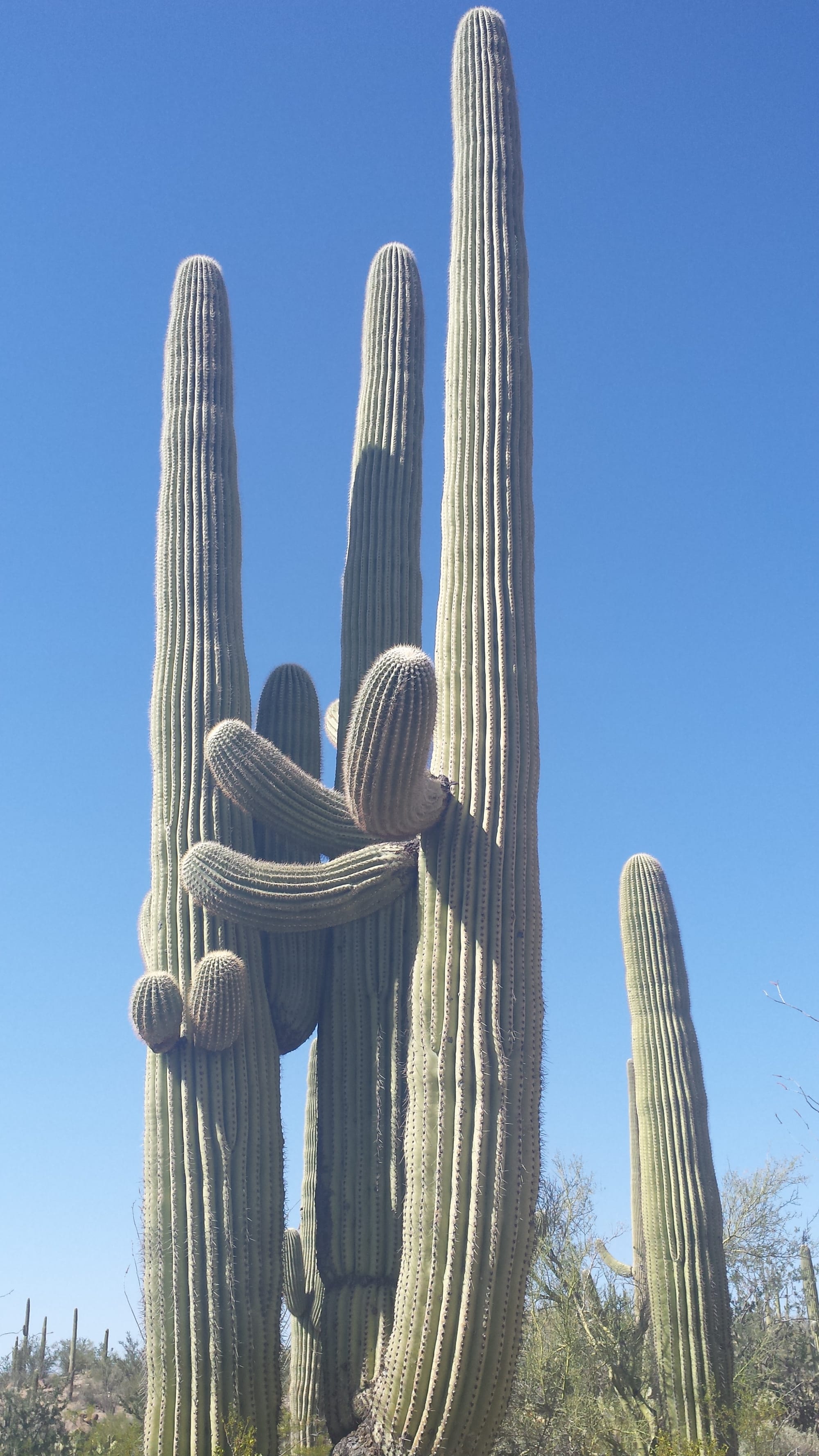 Cactus Family Time!