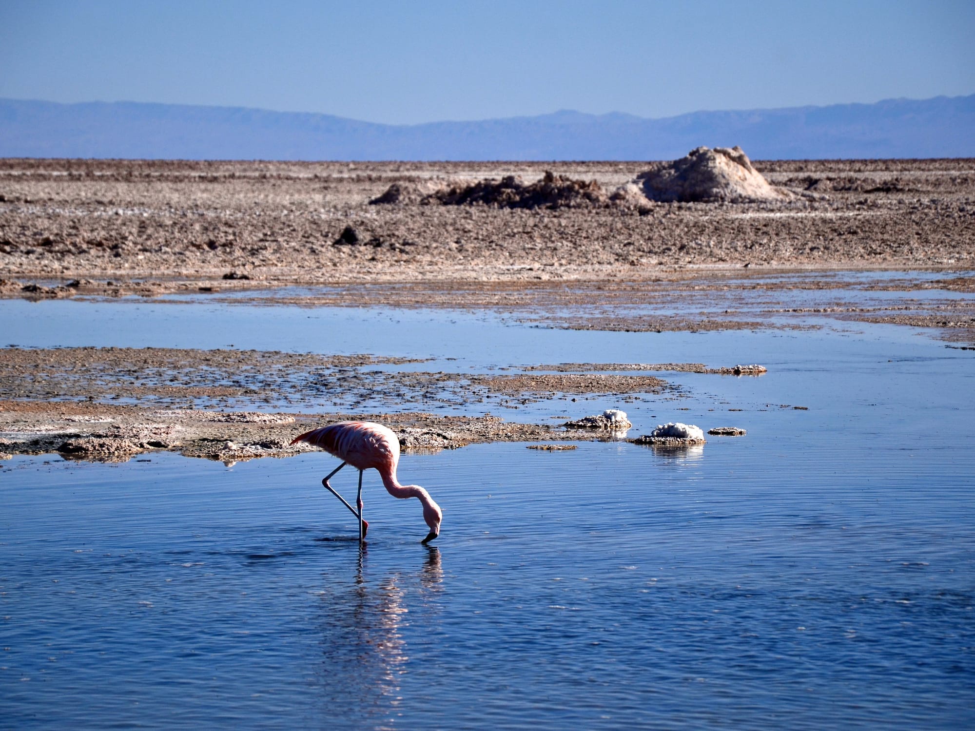 Los Flamencos National Reserve