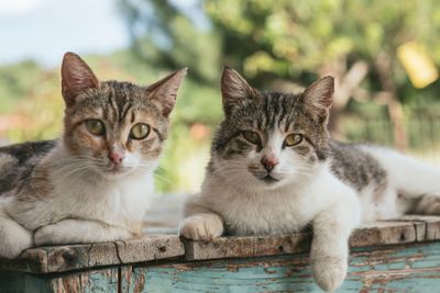 Cats