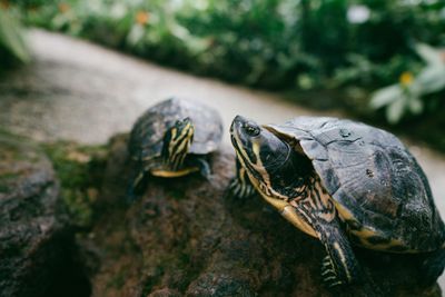 Reptiles