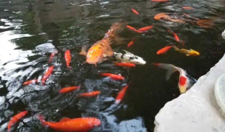 Not So Coy Koi