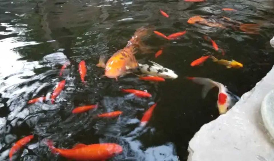 Not So Coy Koi
