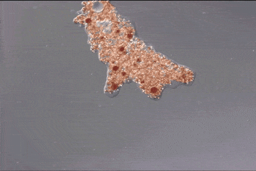 On Amoeba and Notion