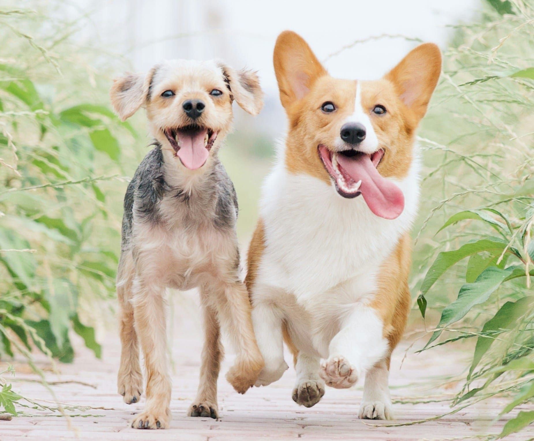 O Que é e Como Funciona a Fotografia Pet