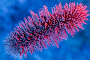 O que é a Fotografia Científica e Seu Papel?