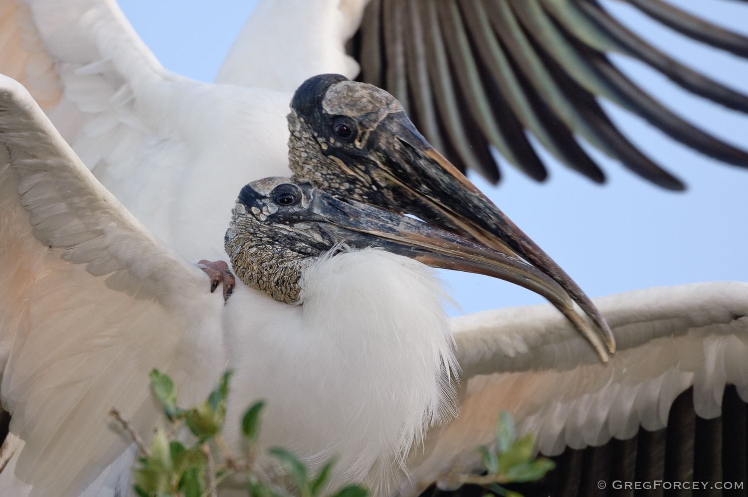 Adult wood storks mating at a Florida rookery