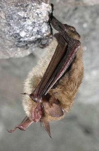northern long-eared bat hibernating in cave