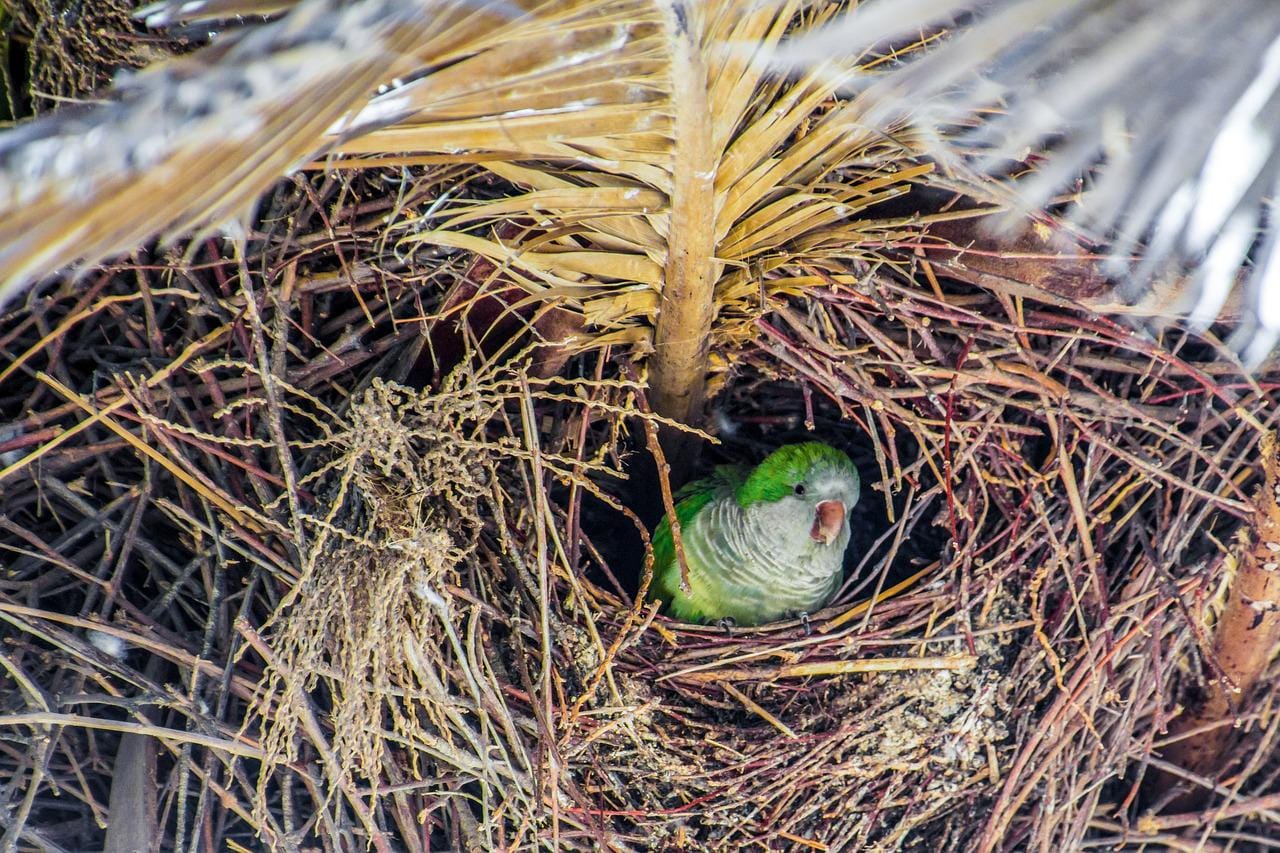 Monk parakeet at nest