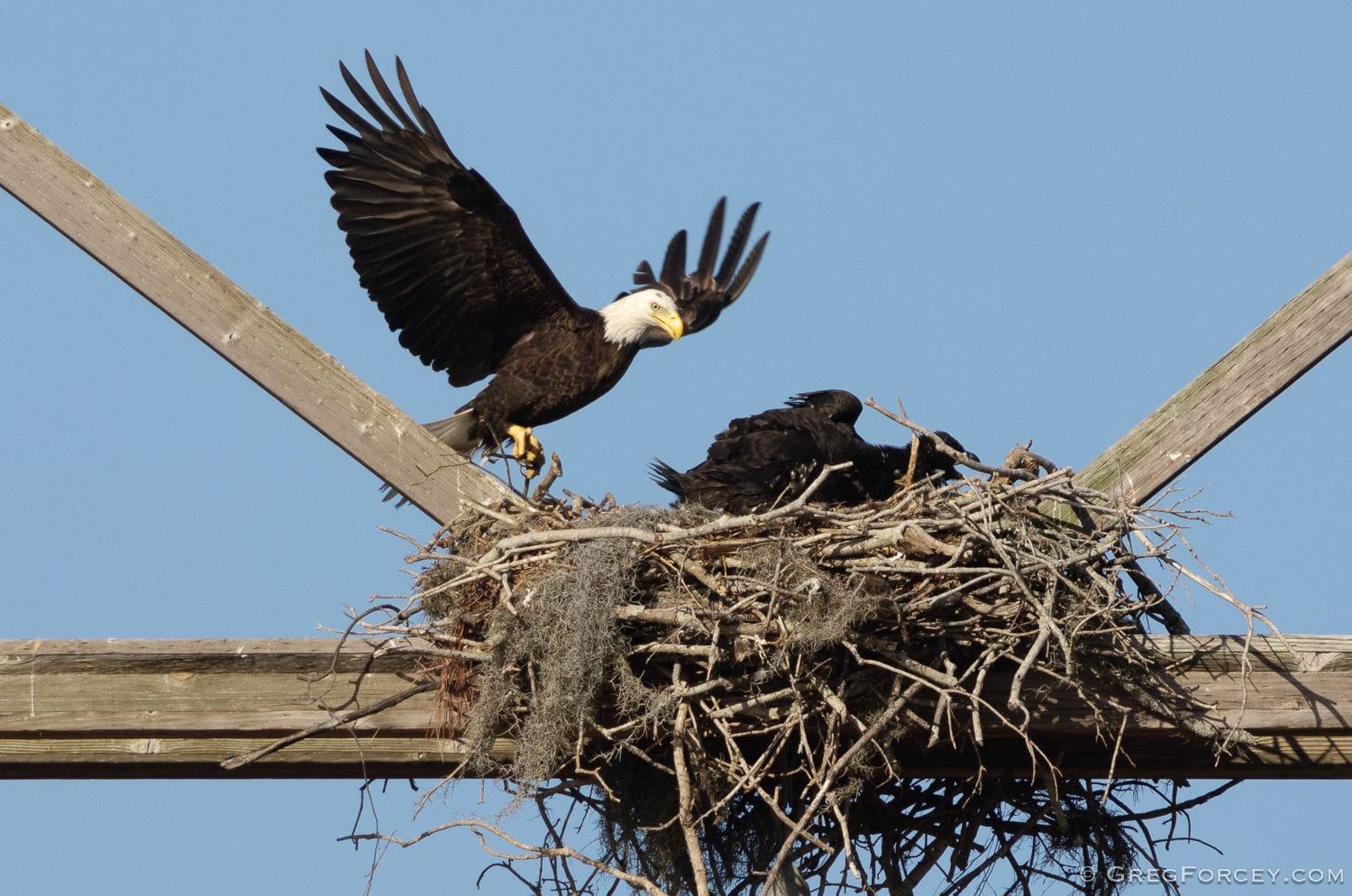 Adult bald eagle attending young at a nest on a transmission tower.