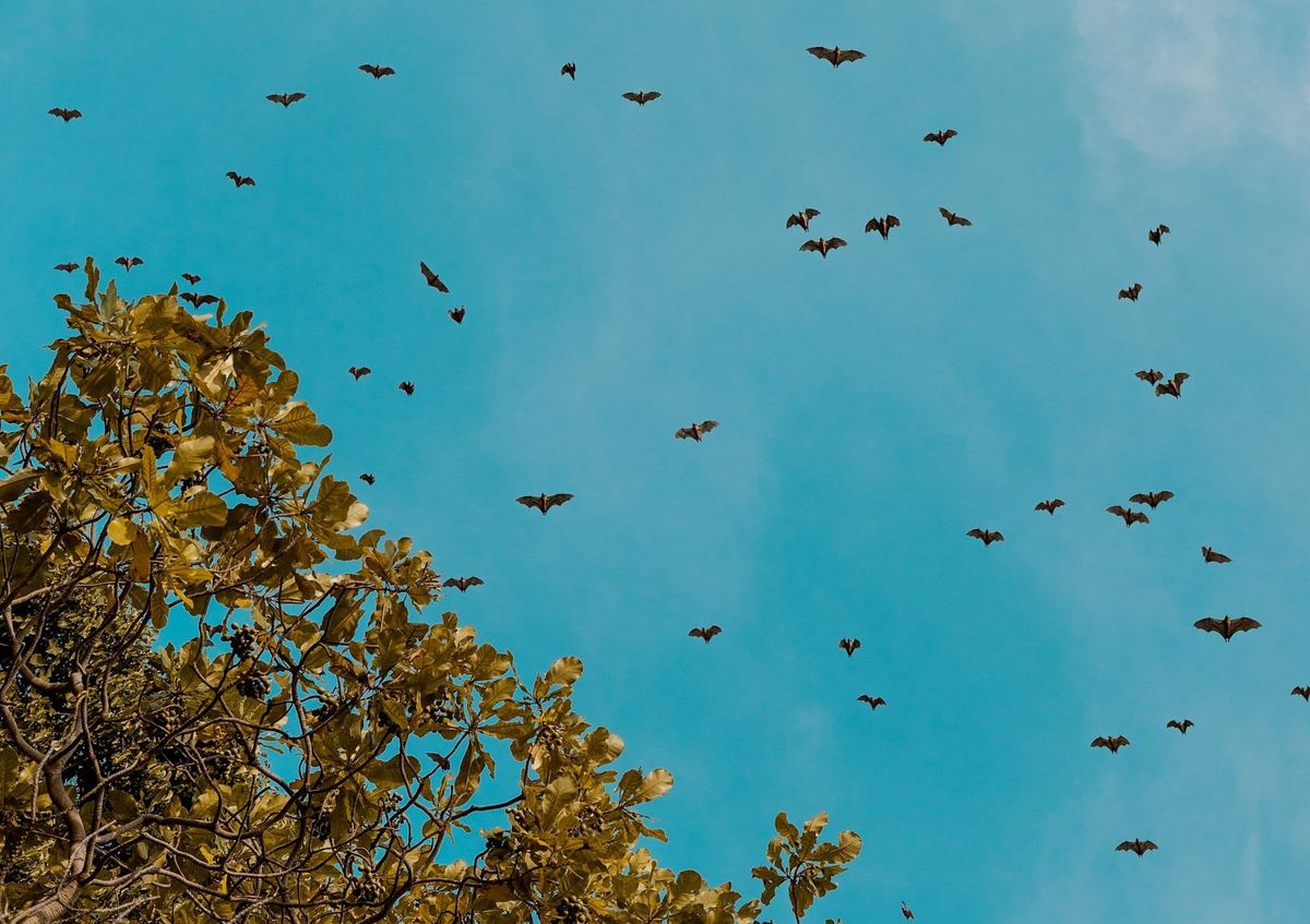 How does bat activity change at wind turbines across years in the offshore Atlantic Ocean?