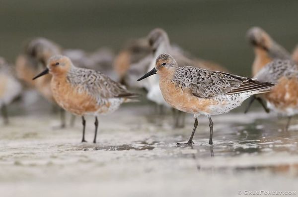 Red knots foraging on a beach